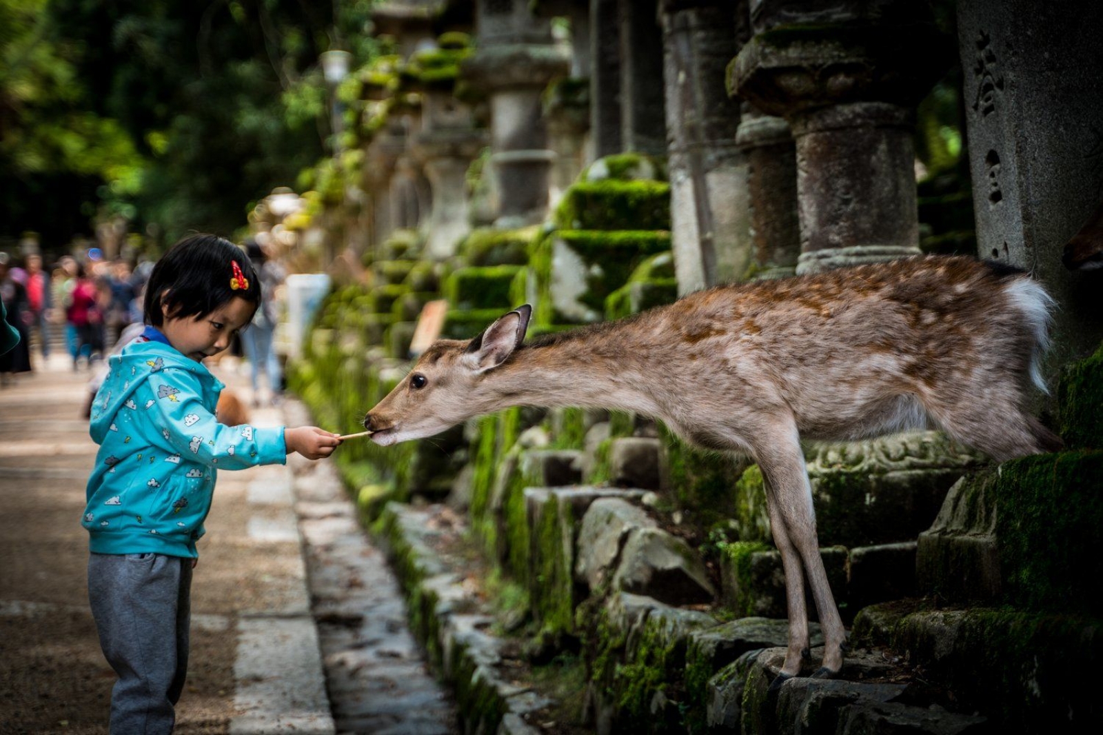 Tokyo|*|Kyoto|*|Osaka|*|Hiroshima ve Miyajima |*|Nara|*|Hakone ve Fuji Dağı|*|Kanazawa|*|Takayama|*|Kobe|*|Okinawa|*|Sapporo|*|Hokkaido