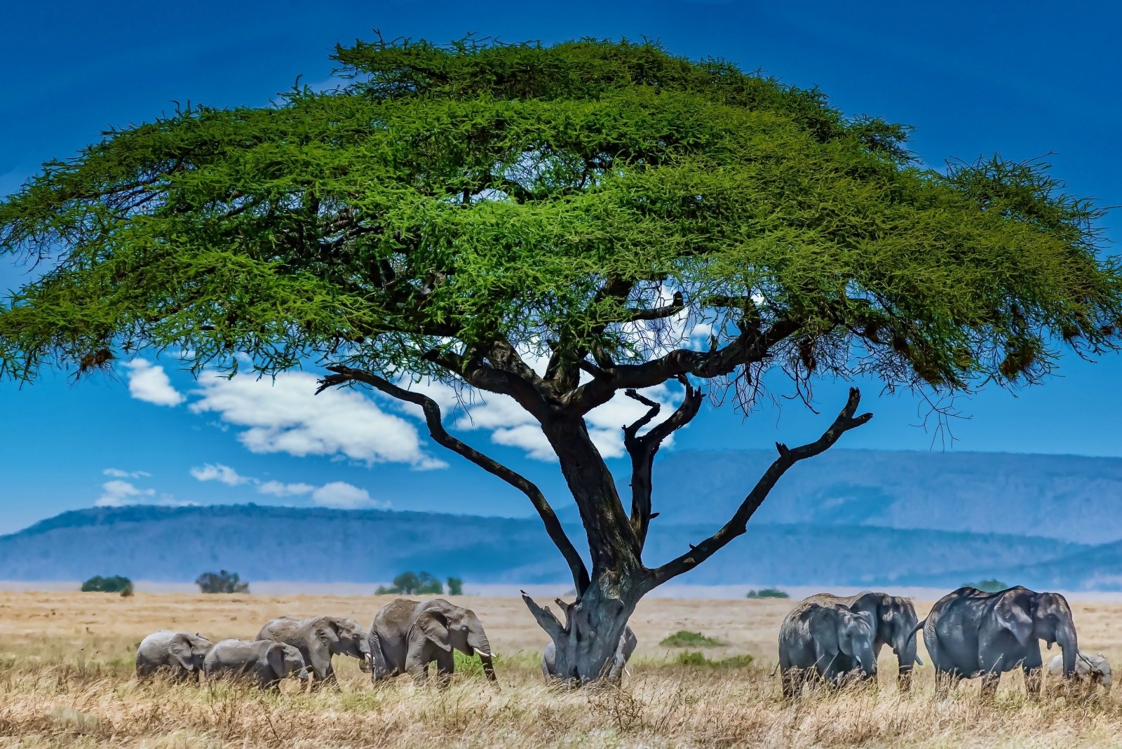 Nairobi |*|Safari Parkları |*|Deniz Kenarı