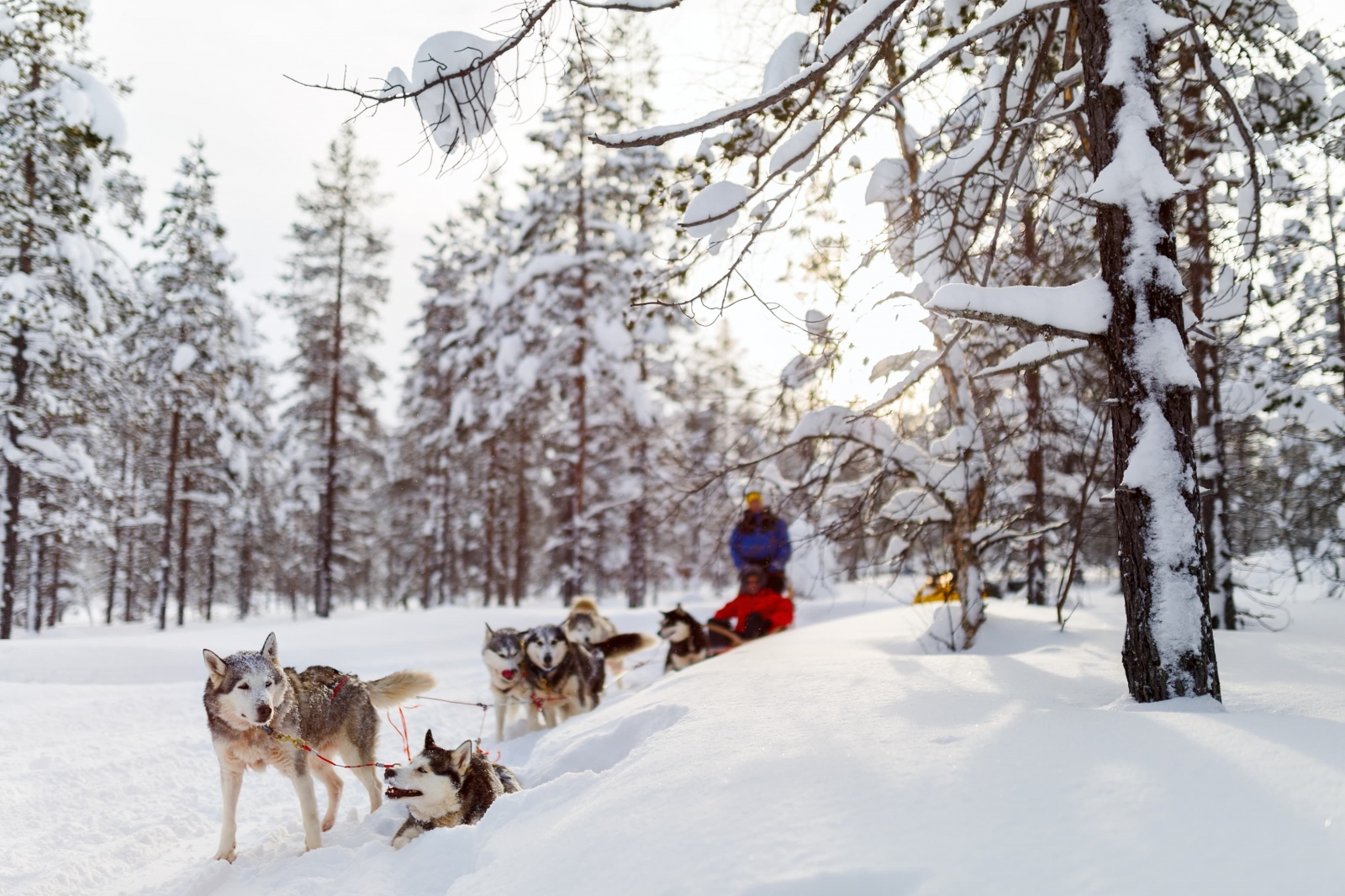 25-29 Ocak Lapland Masalı (Uçak Dahil)