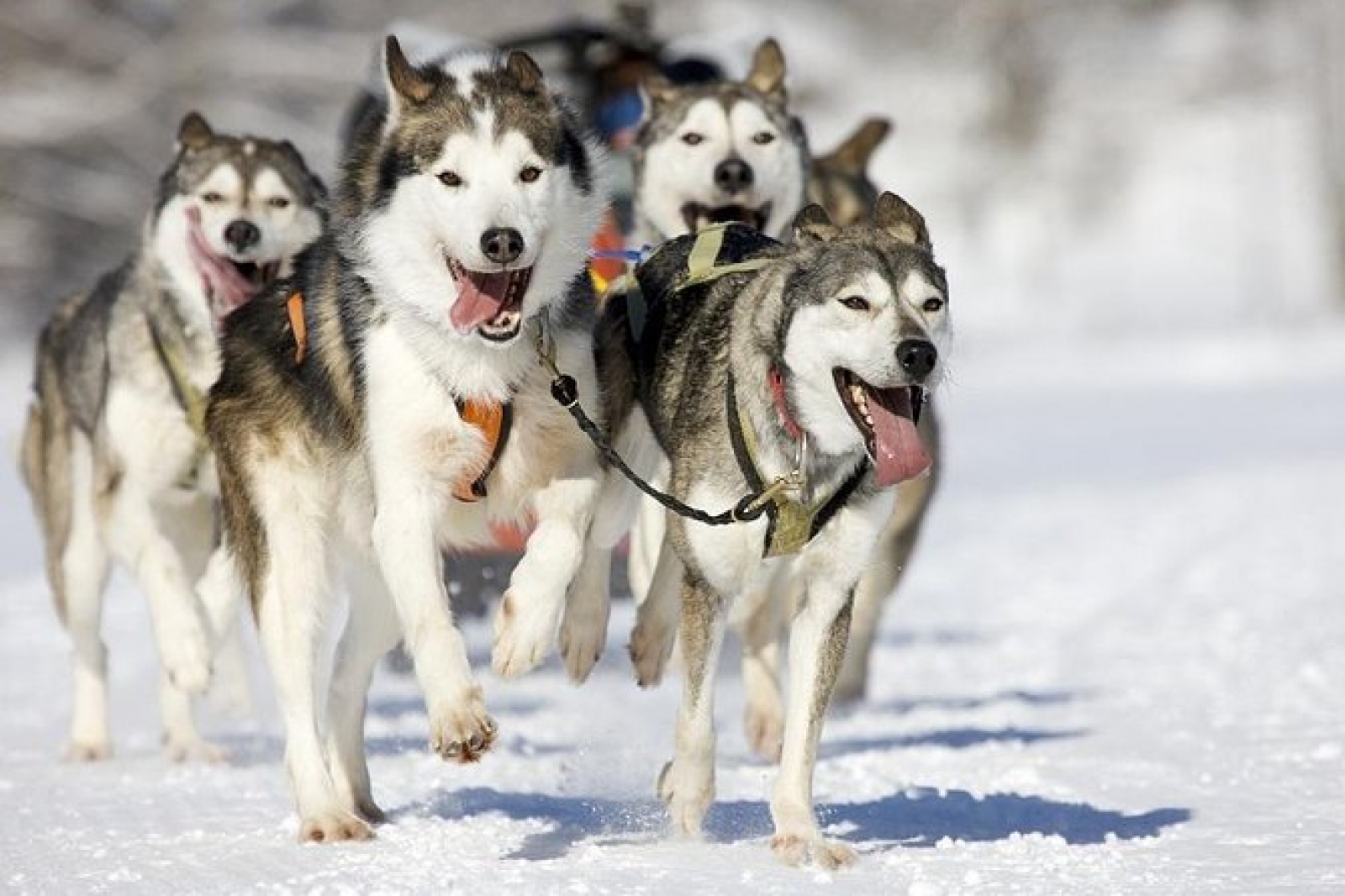 25-29 Ocak Lapland Masalı (Uçak Dahil)